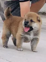 Akc Hannah, a female Shiba Inu for sale in Las Vegas, NV – 4 of 10