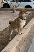 Akc Hannah, a female Shiba Inu for sale in Las Vegas, NV – 6 of 10
