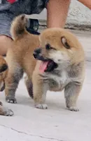Akc Hannah, a female Shiba Inu for sale in Las Vegas, NV – 2 of 10