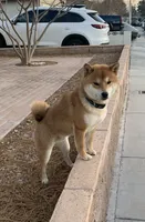 Akc Hannah, a female Shiba Inu for sale in Las Vegas, NV – 10 of 10