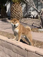Akc Max, a male Shiba Inu for sale in Las Vegas, NV – 10 of 10