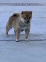 Akc Max, a male Shiba Inu for sale in Las Vegas, NV – 1 of 10