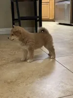 Akc Max, a male Shiba Inu for sale in Las Vegas, NV – Photo 5 of 7