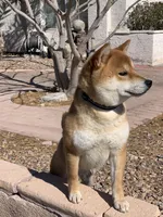 Akc Max, a male Shiba Inu for sale in Las Vegas, NV – Photo 7 of 7