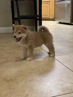 Akc Max, a male Shiba Inu for sale in Las Vegas, NV – Photo 1 of 7