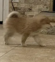 Akc Max, a male Shiba Inu for sale in Las Vegas, NV – Photo 3 of 7