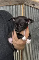 Panther, a male Chihuahua for sale in Corydon, IN – 1 of 4