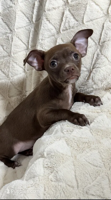 Cocoa (Chocolate Male) – Chihuahua puppy for sale in Corydon, IN