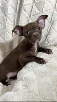 Cocoa (Chocolate Male), a male Chihuahua for sale in Corydon, IN – 1 of 9