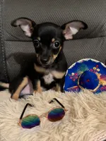 Bear, a male Chihuahua for sale in Corydon, IN – 3 of 6