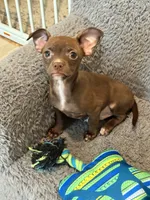 Cocoa (Chocolate Male), a male Chihuahua for sale in Corydon, IN – 3 of 9