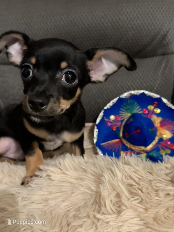 Bear – Chihuahua puppy for sale in Corydon, IN