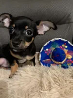 Bear, a male Chihuahua for sale in Corydon, IN – 1 of 6