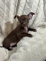 Cocoa (Chocolate Male), a male Chihuahua for sale in Corydon, IN – 6 of 9