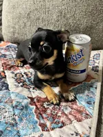 Bear, a male Chihuahua for sale in Corydon, IN – 4 of 6