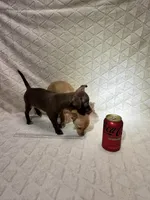 Cocoa (Chocolate Male), a male Chihuahua for sale in Corydon, IN – 9 of 9