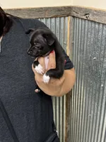 Panther, a male Chihuahua for sale in Corydon, IN – 2 of 4