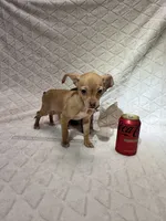 Biscuit (Fawn Male), a male Chihuahua for sale in Corydon, IN – 7 of 8