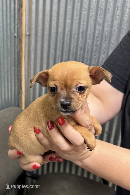 Nugget  – Chihuahua puppy on hold in Corydon, IN
