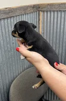 Bear, a male Chihuahua for sale in Corydon, IN – 4 of 4