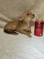 Biscuit (Fawn Male), a male Chihuahua for sale in Corydon, IN – 6 of 8