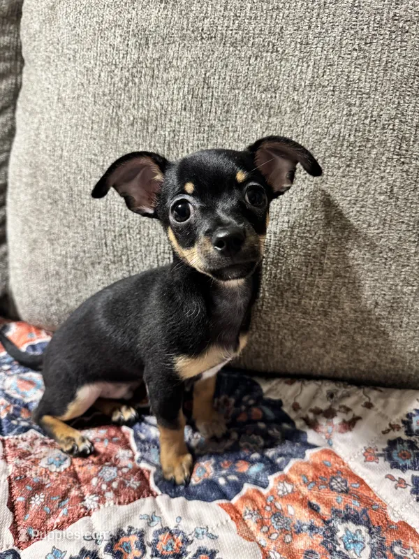 Bear – Chihuahua puppy for sale in Corydon, IN