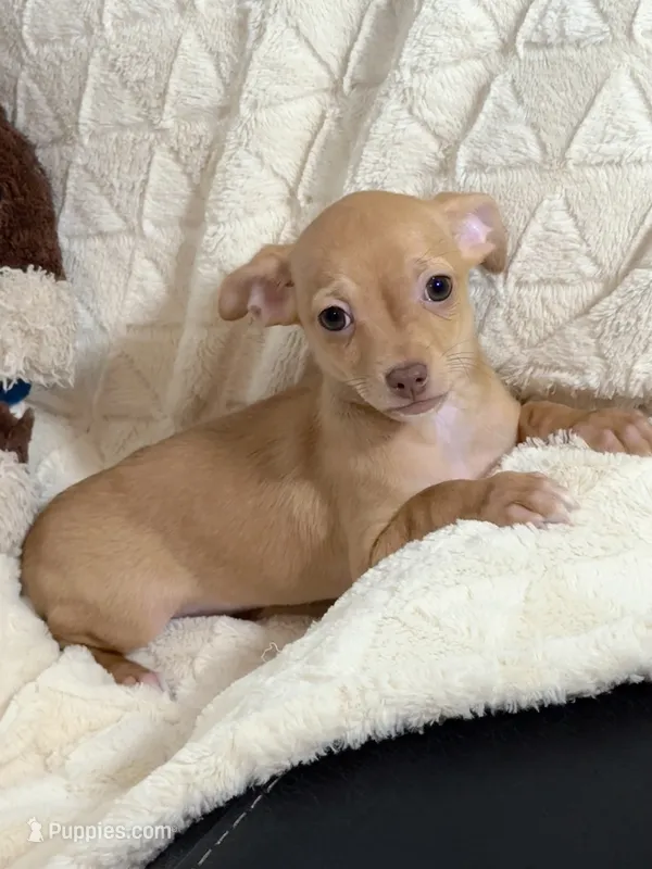 Biscuit (Fawn Male) – Chihuahua puppy for sale in Corydon, IN