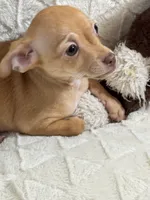 Biscuit (Fawn Male), a male Chihuahua for sale in Corydon, IN – 5 of 8