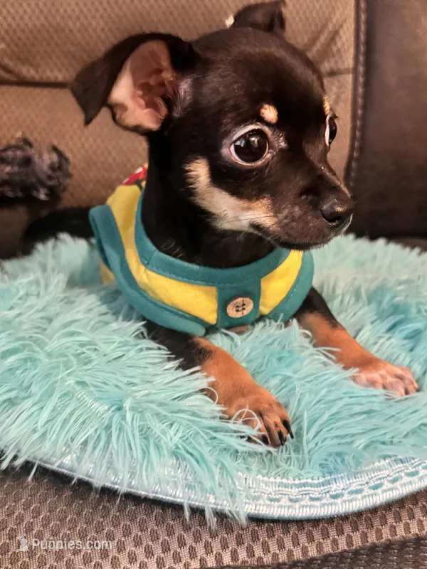 Bear – Chihuahua puppy for sale in Corydon, IN
