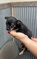 Bear, a male Chihuahua for sale in Corydon, IN – 3 of 4