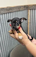 Bear, a male Chihuahua for sale in Corydon, IN – 2 of 4