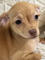 Biscuit (Fawn Male), a male Chihuahua for sale in Corydon, IN – 2 of 8