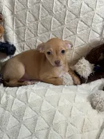 Biscuit (Fawn Male), a male Chihuahua for sale in Corydon, IN – 3 of 8
