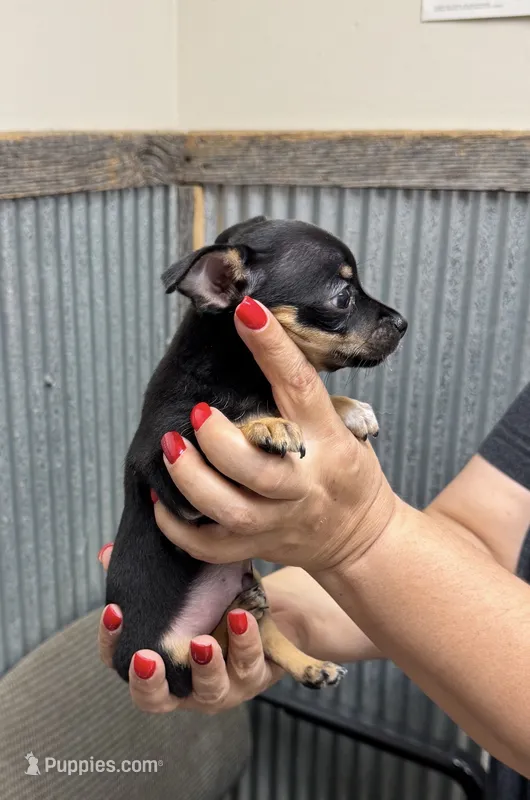 Bear – Chihuahua puppy for sale in Corydon, IN