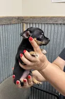 Bear, a male Chihuahua for sale in Corydon, IN – 1 of 4