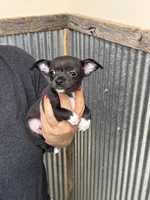 Panther, a male Chihuahua for sale in Corydon, IN – 4 of 4