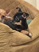 Bear, a male Chihuahua for sale in Corydon, IN – 2 of 6
