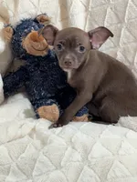 Cocoa (Chocolate Male), a male Chihuahua for sale in Corydon, IN – 4 of 9
