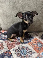 Bear, a male Chihuahua for sale in Corydon, IN – 5 of 6