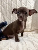 Cocoa (Chocolate Male), a male Chihuahua for sale in Corydon, IN – 2 of 9