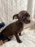 Cocoa (Chocolate Male), a male Chihuahua for sale in Corydon, IN – 5 of 9