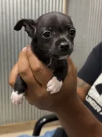 Panther, a male Chihuahua for sale in Corydon, IN – 3 of 4