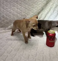 Biscuit (Fawn Male), a male Chihuahua for sale in Corydon, IN – 8 of 8
