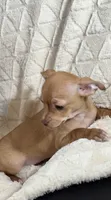 Biscuit (Fawn Male), a male Chihuahua for sale in Corydon, IN – 4 of 8