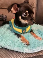 Bear, a male Chihuahua for sale in Corydon, IN – 6 of 6