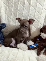 Cocoa (Chocolate Male), a male Chihuahua for sale in Corydon, IN – 8 of 9
