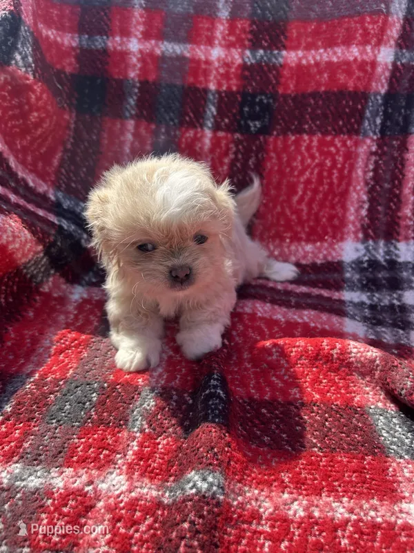 Issac  – Shih Tzu puppy for sale in Detroit, MI