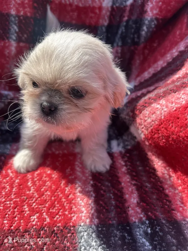 Bella – Shih Tzu puppy for sale in Detroit, MI