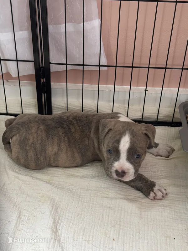 Tank  – American Bully puppy for sale in Greensboro, MD