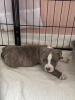 Tank , a male American Bully for sale in Greensboro, MD – 1 of 1
